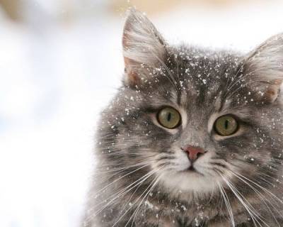 Дали котка замразяване през зимата