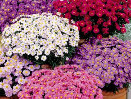 Многогодишни цветя, които могат да цъфтят през цялото лято в страната с каталог от заглавия и правила за грижа
