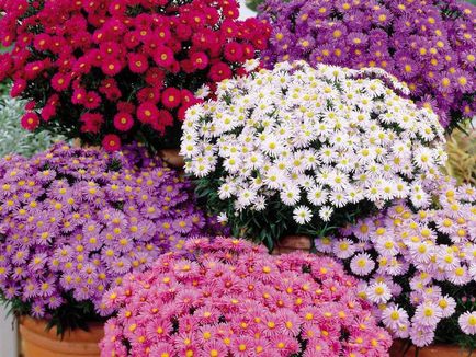 Многогодишни цветя, които могат да цъфтят през цялото лято в страната с каталог от заглавия и правила за грижа