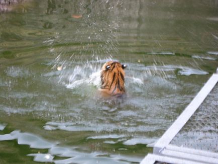 Москва Zoo снимка, адрес, метро, ​​цените на билетите, работното време, как да стигна до Москва