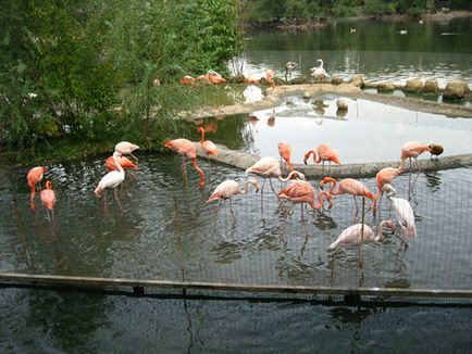 Москва Zoo снимка, адрес, метро, ​​цените на билетите, работното време, как да стигна до Москва