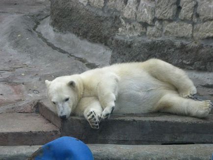 Москва Zoo снимка, адрес, метро, ​​цените на билетите, работното време, как да стигна до Москва