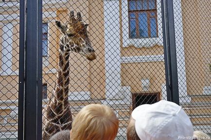 Москва Zoo на барикадите в Москва