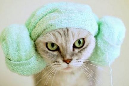 Мога ли да се къпят котките и колко често - как да се къпе котка, ако тя се страхува от вода, дали е възможно