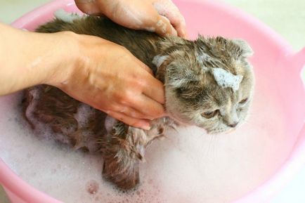 Мога ли да се къпят котките и колко често - как да се къпе котка, ако тя се страхува от вода, дали е възможно