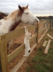 Необичайната приятелството между котка и кон - конят ми