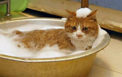 Трябва ли да се измие котки