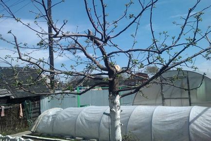 Резитбата ябълкови дървета през есента и пролетта схема