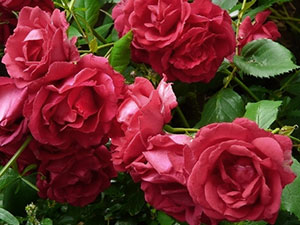 Обяснете как да се разпространяват чрез резници роза красота у дома