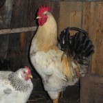 Преглед пиле порода yurlov crower описание, съдържание и снимки