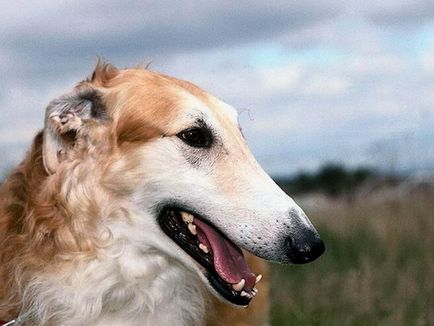 Преглед на породи кучета, наречени хрътки, техните характеристики, снимки и видео