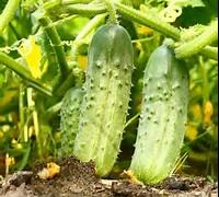 отглеждане и грижа Cucumber