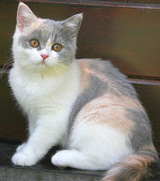 Цветове британски котки - британска котка и най-добрият!