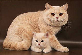 Цветове британски котки - британска котка и най-добрият!