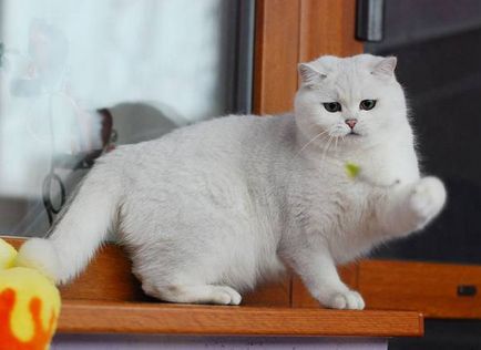 Цветове британски котки със снимка и описание