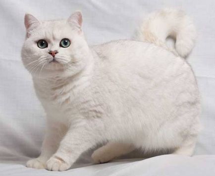 Цветове британски котки със снимка и описание
