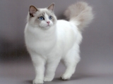Описание Краля котка порода, снимка, цена, характер и мненията на собствениците