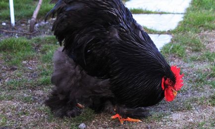 Описание пиле на Кочин Китай порода, техните характеристики, поддръжка, обслужване и развъждане (снимки)