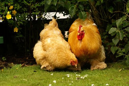 Описание пиле на Кочин Китай порода, техните характеристики, поддръжка, обслужване и развъждане (снимки)