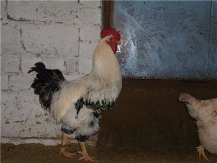 Описание yurlov crower порода пилета със снимки на нейни представители