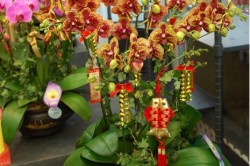 Orchid на Фън Шуй - символ на съвършенството и хармонията