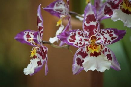 Orchid цвете стойност, символ на всеки цвят орхидея снимка
