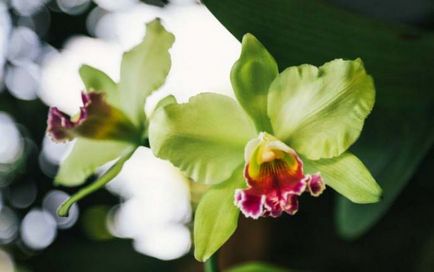 Orchid цвете стойност, символ на всеки цвят орхидея снимка