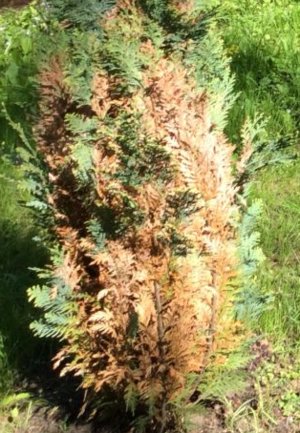 Основни болести и неприятели Arborvitae причини, симптоми и лечение