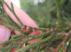 Основни болести и неприятели Arborvitae причини, симптоми и лечение