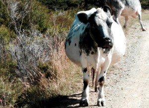Отелване крави симптоми, обучение, решения теле