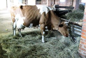 Отелване крави симптоми, обучение, решения теле