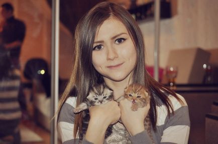 Развъдник шотландски котки (детска градина) Разсадник на шотландския котката