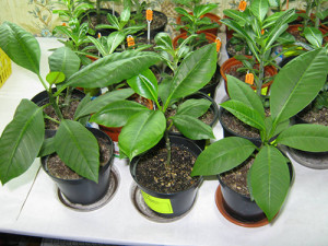 грижа Plumeria у дома, отглеждане на семена и резници (снимка)