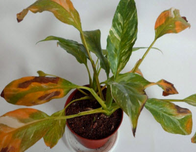 Защо сухи листа от саксийни растения (Dracaena, здравец)