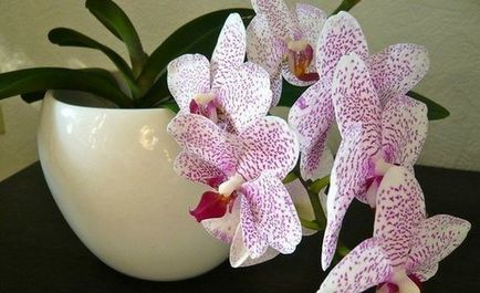 Торене орхидеи в дома по време на цъфтежа и почивка