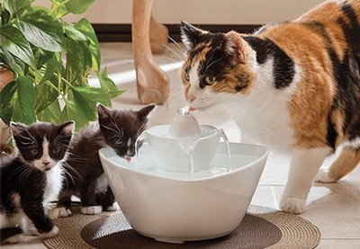 Питейна купа фонтан за котки
