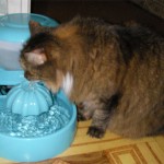 Питейна купа фонтан за котки - автоматично - как да изберете град котки