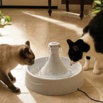 Питейна купа фонтан за котки - автоматично - как да изберете град котки