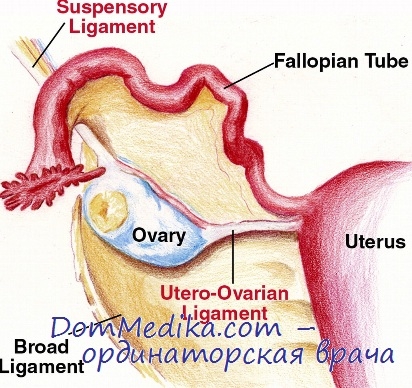 Показания за естроген