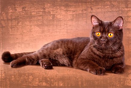 Популярни порода кафява котка със снимки