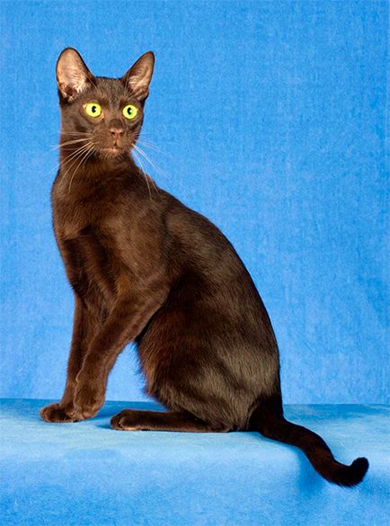 Популярни порода кафява котка със снимки