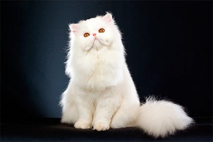 Популярни породи котки с големи очи със снимки