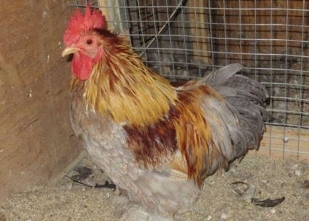 Кочин Китай порода пилета специално внимание и мнения, снимки и видео преглед