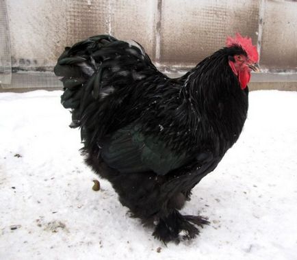 Кочин Китай порода пилета специално внимание и мнения, снимки и видео преглед