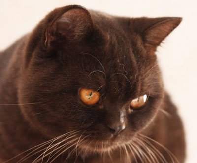 Порода котки цвят шоколад