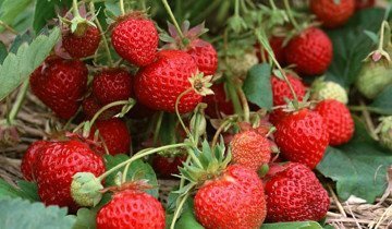 засаждане на правила, техники и тайни за това как да се засаждат ягоди