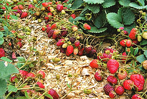Правилно засаждане на ягоди - ключът към по-добра реколта, видео