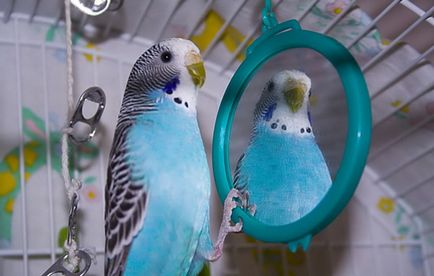 Правилната грижа за папагалчетата как да се хранят, поддържа и