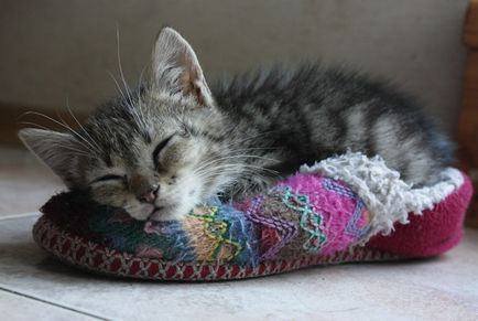Забавни и смешни снимки на котки и котки спят