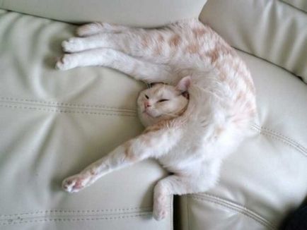 Забавни и смешни снимки на котки и котки спят